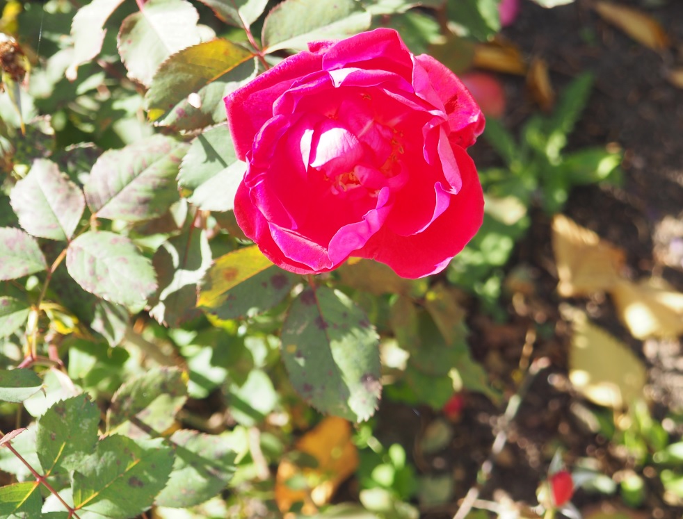 Rose, Aga Khan Garden Edmonton